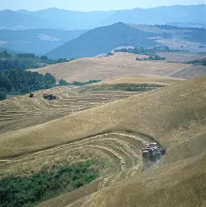 Undulating: Combine harvesting wheat in Tuscany