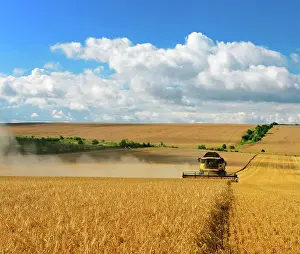 Stubble: Combine harvests barley, cornfield under blue sky