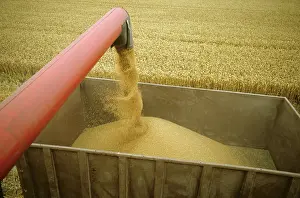 Trailer: Combine tube discharging grain