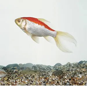 Comet: COMET GOLDFISH