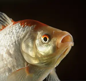 Lips: COMET GOLDFISH - Close up of head