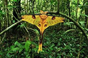 Comet: Comet Moth