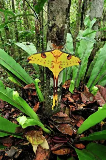 Comet: Comet Moth