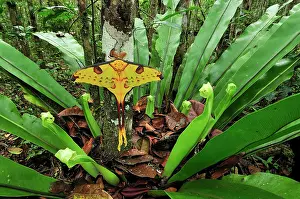 Comet: Comet Moth