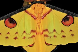 Comet: Comet Moth