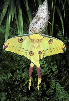 Comet: Comet's-Tail Moth