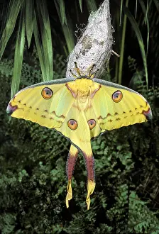 Comet: Comets Tail Moth (Argema mittrei), Madagascar, Africa