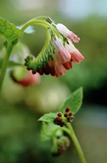 Manure: Comfrey