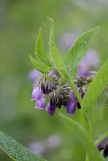 Manure: Comfrey