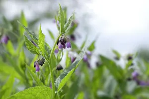 Manure: Comfrey