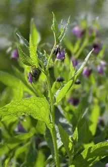 Manure: Comfrey