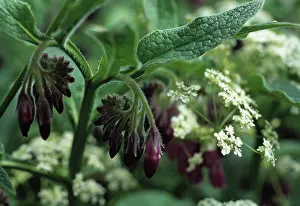 Manure: Comfrey