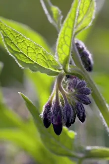 Symphytum: Comfrey