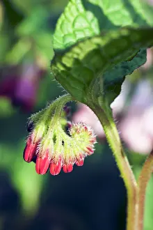 Symphytum: Comfrey