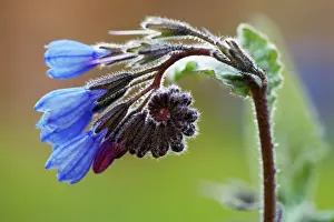 Symphytum: Comfrey