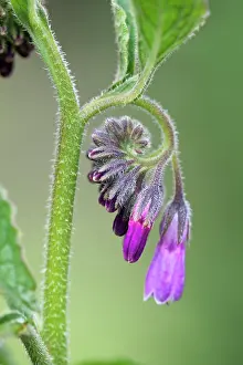 Tubular: Comfrey