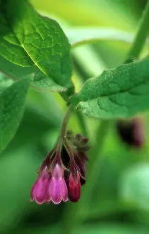 Symphytum: Comfrey