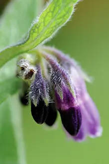 Unhappy: Comfrey