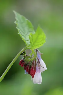 Symphytum: Comfrey