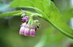 Officinale: Comfrey