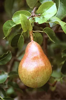 Pears: COMICE PEAR - close-up