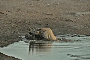 Stumbled: Coming to drink it Black Rhino who stumbled into