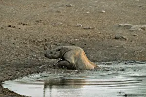 Stumbled: Coming to drink it Black Rhino who stumbled into