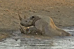 Stumbled: Coming to drink it Black Rhino who stumbled into
