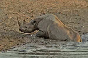 Stumbled: Coming to drink it Black Rhino who stumbled into