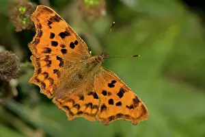 Comma: Comma Butterfly