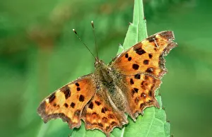 Comma: Comma Butterfly