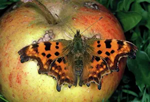 Comma: Comma Butterfly