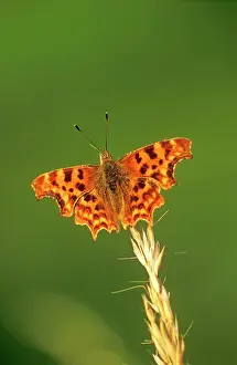 Comma: Comma BUTTERFLY