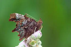 Comma: Comma Butterfly - on bramble