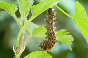 Pupation: Comma Butterfly caterpillar attached to leaf stem