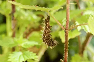 Pupation: Comma Butterfly caterpillar attached to nettle