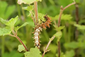Comma: Comma Butterfly caterpillar feeding on nettle