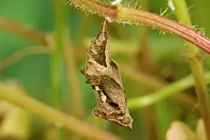 Comma: Comma Butterfly chrysalis