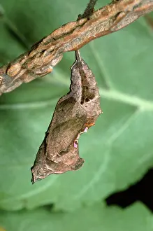 Comma: Comma Butterfly - chrysalis