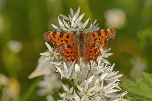 Borders: Comma butterfly - colourful adult Comma on a blooming