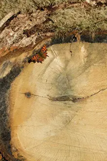 Comma: Comma Butterfly on cut tree