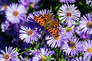 Comma: Comma Butterfly feeding on autumn Aster flowers