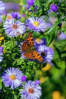 Comma: Comma Butterfly - feeding on autumn Aster flowers