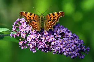 Buddleia: Comma Butterfly - feeding on Buddleia blossom in garden
