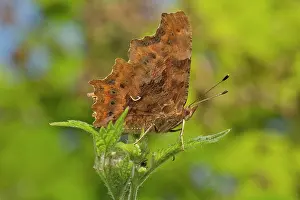 Comma: Comma Butterfly female hutchinsoni form Devon, UK