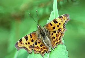 Comma: Comma Butterfly - on flower in garden