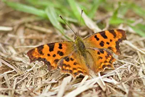Comma: Comma Butterfly on the ground