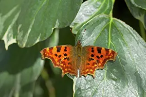 Comma: Comma Butterfly - On Ivy