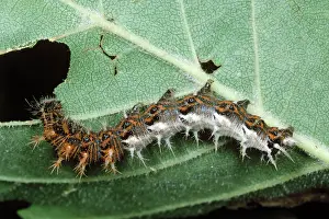 Comma: Comma Butterfly - larvae / Caterpillar eating leaf