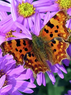 Comma: A Comma Butterfly - one of many migrant butterflies